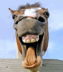 horsesmouth